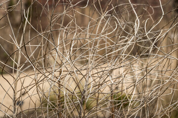 Abstract twisted plant and grass stems in winter