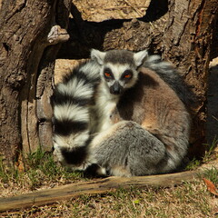 Obraz premium Ring-tailed lemur in Bioparc Valencia,Province Valencia,Spain,Europe 