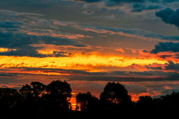 tree silhouette at sunset