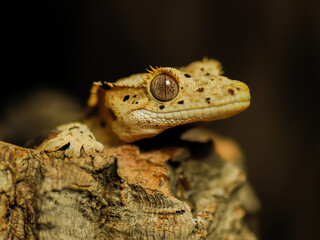 Baby crested gecko