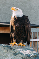 Weisskopf Seeadler auf einem Stein sitzend Nahaufnahme