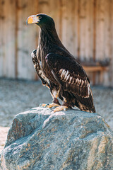 Adler sitzend auf einem Stein in Nahaufnahme vertikal