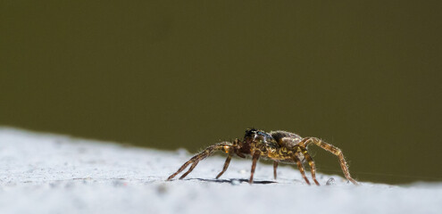 Fototapeta A small spider basking on a bony post. obraz