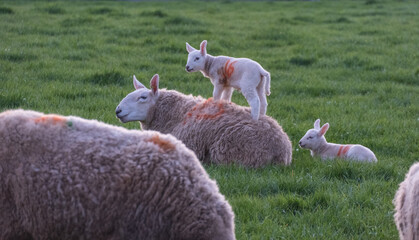 New born lambs with their mothers