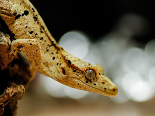 Crested gecko baby gecko