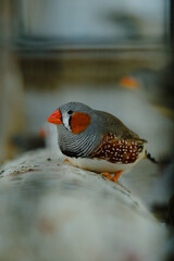 a bird with a red beak