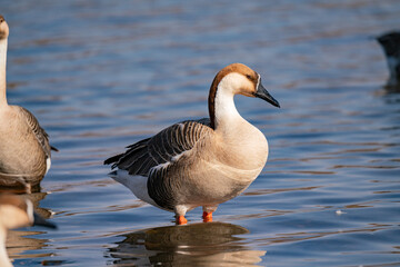 When winter comes, geese forage freely, swim and fly in groups in the river.	
