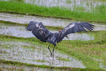 black crowned crane