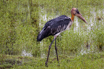 yellow billed stork