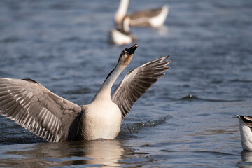 When winter comes, geese forage freely, swim and fly in groups in the river.	
