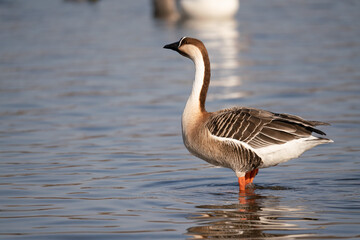 Naklejka na ściany i meble When winter comes, geese forage freely, swim and fly in groups in the river. 