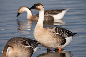 When winter comes, geese forage freely, swim and fly in groups in the river.	
