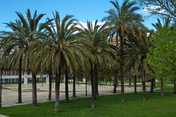Palm trees in public park in old riverbed of river Turia in Valencia,Spain,Europe
