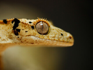 close up of lizard crestedgecko
