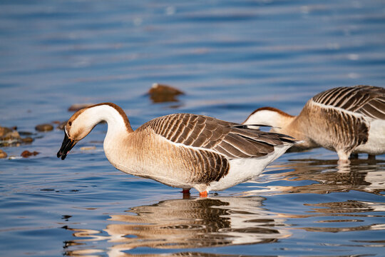 When winter comes, geese forage freely, swim and fly in groups in the river.	
