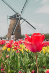 【佐倉ふるさと広場】風車と花畑