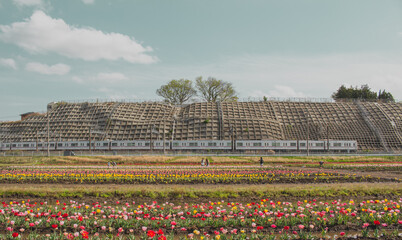 【佐倉ふるさと広場】チューリップ畑と電車の風景