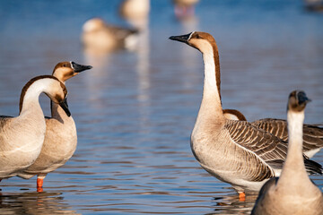 When winter comes, geese forage freely, swim and fly in groups in the river.	
