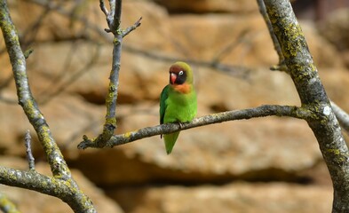 Inséparable à joues noires