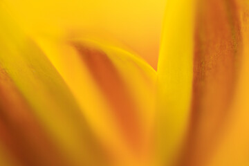 黄色の花（マクロ）
