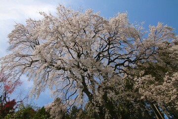 内出のサクラ（福島県・郡山市）