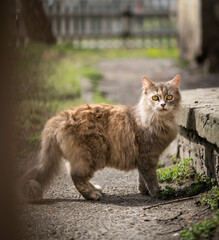 Surprised cat walking in the garden, amazing wildlife