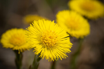 mother and stepmother up close, amazing wildlife