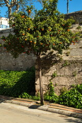 Orange tree on a street in Valencia,Spain,Europe
