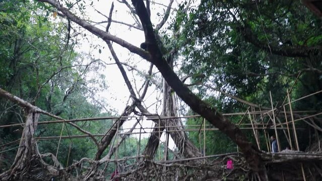 living route bridge built by nature at forests from flat angle
