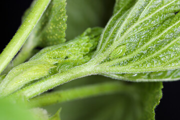 Blackcurrant aphid (Aphis schneideri) On young currant leaves in spring. It is important pest of this plant.