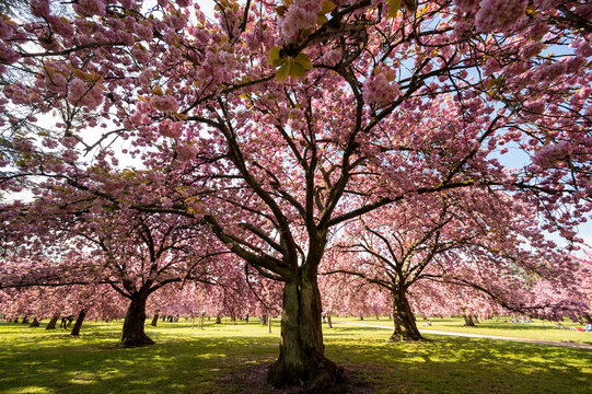 Hanami f&ecirc;te des cerisiers au parc de Sceaux