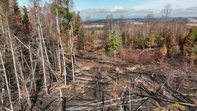 Fire forest after flame drone aerial drought dry black earth ground vegetation wild stand green natural disaster burnt down trees Bark beetle shot pest Ips typographus dead, spruce bast tree Czech
