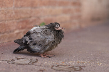 two pigeons on the roof
