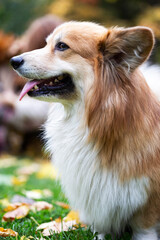 corgi fluffy portrait