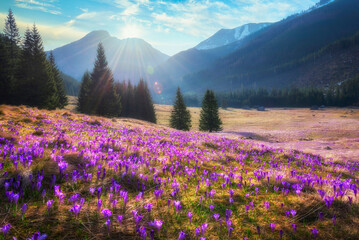 Beautiful spring landscape of mountains with crocus flowers - Tatry mountains - Chocholowska Valley - obrazy, fototapety, plakaty