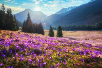 Raamstickers Prachtig lentelandschap van bergen met krokusbloemen - Tatry-gebergte - Chocholowska Valley © Piotr Krzeslak