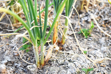 Obraz premium close up of a plant