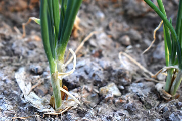 spring onion sprouts