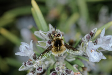 Selective approach of Bombylius major, dark-edged bee-fly, resting on rosemary flowers.