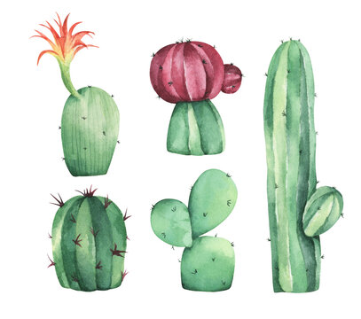 Set of Cactus. Isolated on white background. Watercolor illustration.