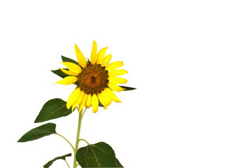 sunflower isolated on white