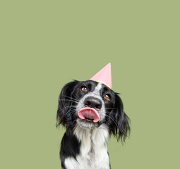 Dog party birthday hat. Portrait cute puppy  licking its lips looking at camera. Isolated on green...