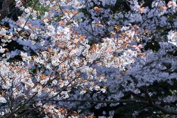 暗い背景に浮かぶ満開の桜の花