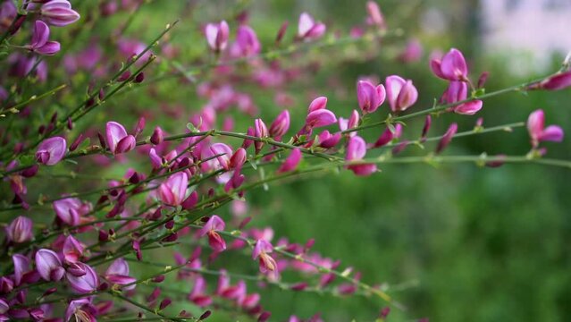 Close-up of bright pink flowers on blooming Cytisus Decumbens branch in the garden. Broom flower. Genesta flower.