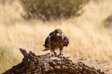 Australian wedge-tailed eagle in the outback of Central Australia.