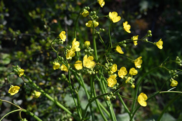 Ranunculus velutinus , yellow flowers. . This species is accepted, and its native range is S. Europe to W. Turkey velutinus Ten.  is S. Europe to W. Turkey