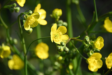 Ranunculus velutinus Ten. This species is accepted, and its native range is S. Europe to W. Turkey velutinus Ten. This species is accepted, and its native range is S. Europe to W. Turkey