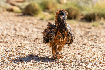 Australian wedge-tailed eagle in the outback of Central Australia.
