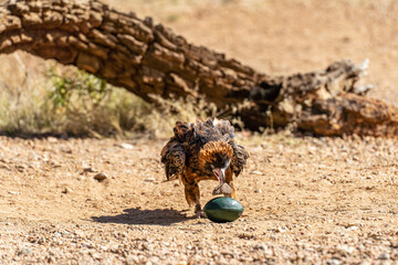Australian wedge-tailed eagle using a rock to crack open a prop egg during a zoo demonstration.