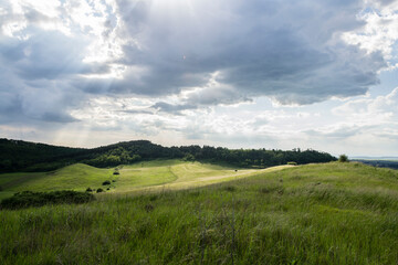 Obraz premium wooded field in hill at summer